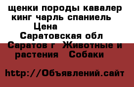 щенки породы кавалер кинг чарль спаниель › Цена ­ 50 000 - Саратовская обл., Саратов г. Животные и растения » Собаки   